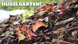 Hügelkultur Garden Beds Update | Year One