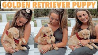 BRINGING HOME MY GOLDEN RETRIEVER PUPPY VLOG | getting an 8 week old golden retriever puppy