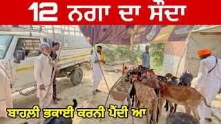 12 ਨਗਾ ਦਾ ਸੌਦਾ  | Raju Dirba #bakramandi #farming #goats