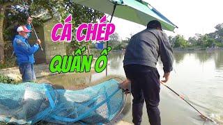 Câu cá chép quấn ổ như này mới sướng tay