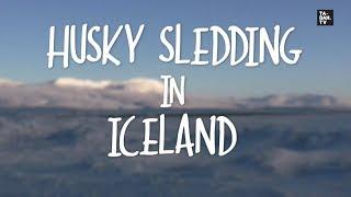 Husky Sledding in Iceland | TA-DAH.TV