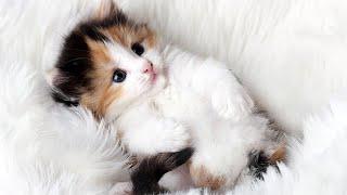 Video kucing lucu plus imut ngegemesin