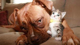 Dogs Who Love Their Kitten Since The Moment They Met   Funny DOGS and CATS videos 2024