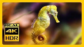 STUNNING Seahorse Aquarium 4K HDR Video For Meditation RELAXING MUSIC