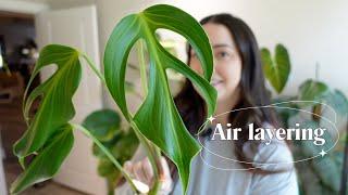 Air layer & repot my monstera burle marx flame 