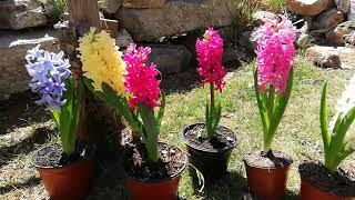 JACINTOS (Hyacinthus) plantas de ornato compre muchas |  Mariana Mai