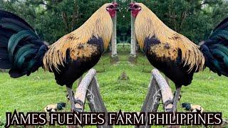 James Fuentes Big Farm in Davao Philippines