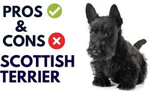 Scottish Terrier Breed Pros and Cons | Scottie Dog Advantages and Disadvantages #AnimalPlatoon