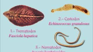 Parasitología 14. Principios de los Metazoos parásitos. Introducción