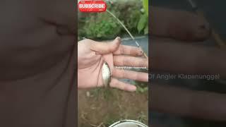 hunting fish wader Babon #mancingindonesia ##angler #mancingliar #fypシ゚viral #fyp