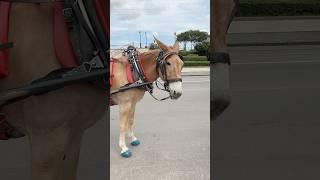 A mule waits to pull a carriage for a tour of the French Quarter in New Orleans #neworleans #mule