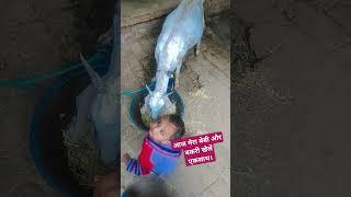 आज मेरा बेबी और बकरी खेलें एकसाथ ###NeetuRajputvlogs#viral2025