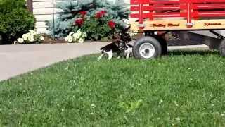 Toy Fox Terrier Puppies For Sale