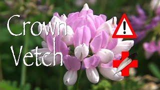 Crown Vetch: Medicinal