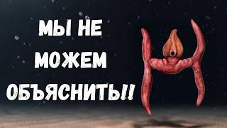 Самые Странные Вымершие Существа, Когда-Либо Найденные