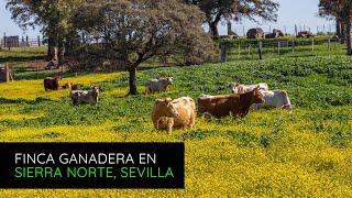 Finca ganadera de 170 hectáreas en exploración en venta a una hora de Sevilla | P2735