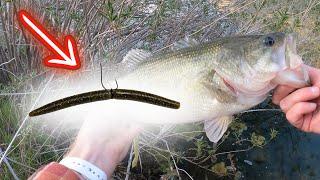 5 Mistakes Bass Fishing Senkos (2X Your Fish Catches)