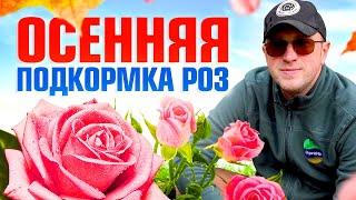 Подкормка розы осенью. Обязательно сделайте это с розами в сентябре для успешной зимовки