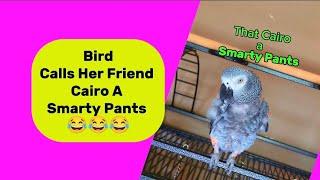 Bird Calls Her Friend Cairo A Smarty Pants  #animals #pets #birds #funny #cute #amazing #greyparrot