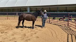 A Whole New Way to Work in the Round Pen