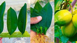 How to grow lemon trees from lemon leaves - With 100% Success