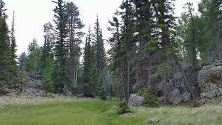 Alpine Meadow At 9,200 Feet In Arizona's White Mountains In June