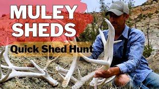 Scouting Turned to Quick Muley Shed Hunt