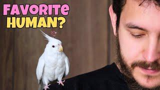 How Cockatiels Choose Their Favorite Human 