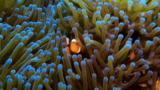 Sunken reef. Gili Anyaran. Sekotong. (Lombok, Indonesia) Odyssea Divers.