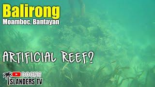 BALIRONG OR AMATONG | FISH HARVEST | Artificial Reef | Moamboc Bantayan Cebu
