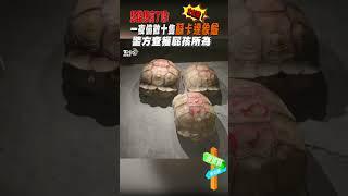 想錢想瘋了嗎! 一夜偷數十隻蘇卡達象龜 警方查獲屁孩所為｜TVBS新聞 @TVBSNEWS01