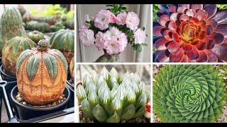 10 Exotic Succulents For A Tropical Paradise At Home - Rare Succulents For Your Home