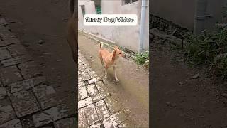 Funny Dog Video #shorts