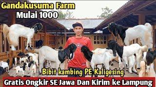 1000...!!GRATIS ONGKIR SE JAWA KAMBING PE KALIGESING#bibitkambing #kambingpe #hargakambing