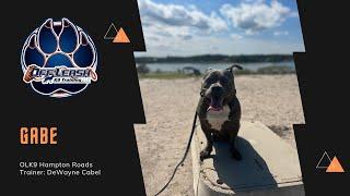 4 Y/O Pitbull Mix "Gabe" | Owners Testimonial | E-Collar Training