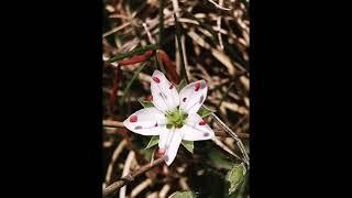 Minuartia attica subsp. attica ή Μινουάρτια της Αττικής υποείδος της Αττικής (στον Ολίγυρτο)