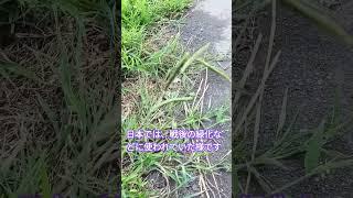 8月の花・雑草(シマスズメノヒエ)　#shorts
