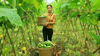 Harvesting cucumber garden, Cabbage go to market Sell | Triệu Thị Xuân