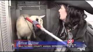 Goats rescued from freeway