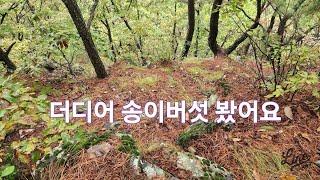 오랜만에 짱 송이버섯산지 산에서 송이버섯 보는느낌 송이버섯손맛 신라에서 백제땅으로 버스타고 어행가는기분 송이버섯따기