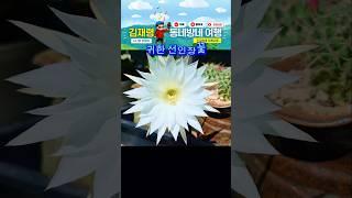 처음보는 선인장꽃에 반하다 #우리집마당 #시니어유튜브