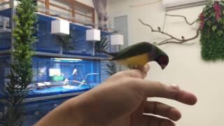 Tame Gouldian Finch -  Beautiful finch birds.