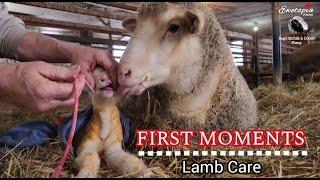 First Moments: Caring for Newborn Lambs at Ewetopia Farms