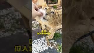 【#布丁仔和泡芙妹的一天】当猫和狮子见面会发生什么?! #猛兽 #傻猫的日常 #百兽之王 #万物可爱计划