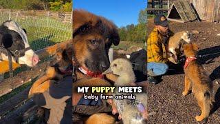 German Shepherd Puppy Meets Baby Farm Animals