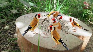 The song of powerful birds stimulates the males to sing