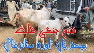 domail mandi 2024 latest update ll Dhani cows ll 0 size mall ll jamil tv ll