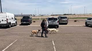 Hudson - Leash Aggression Training