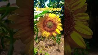 Flower's photo Sunflower: #flowers  #flowerpower #flowerstagram #sunflower