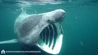 Feeding Basking Shark